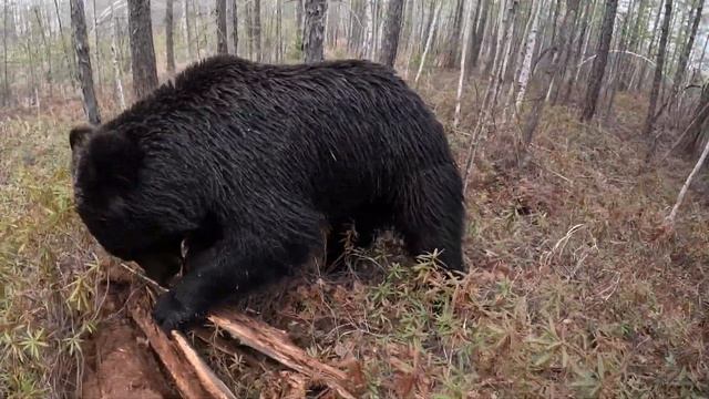 Медвежонок мешает снимать кино. смотреть онлайн