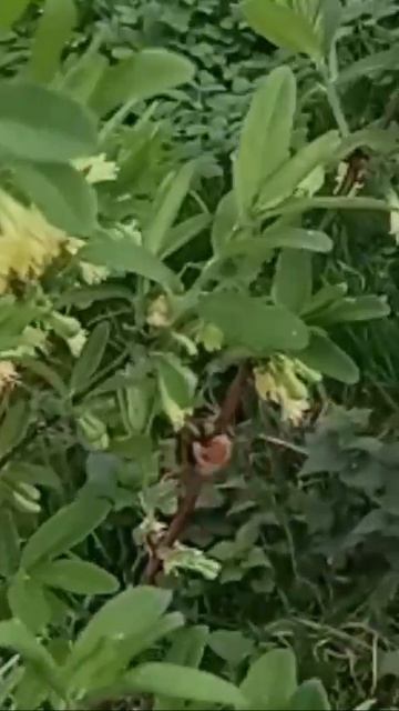 природа🌿🍃 смотреть онлайн