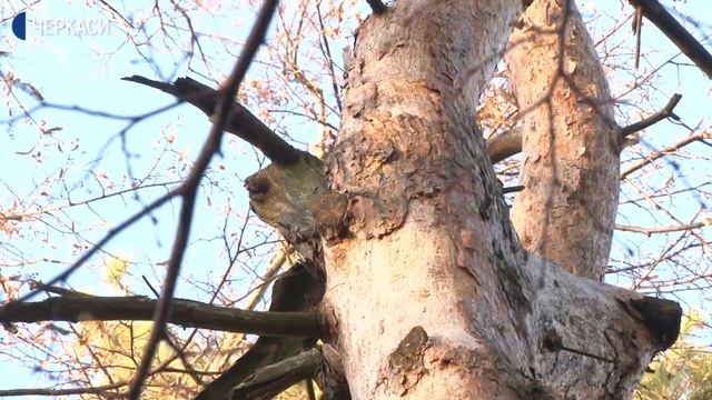 122 сухих дерева сьогодні виявили в черкаському парку «Сосновий бір» смотреть онлайн