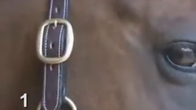 How to Choose and Fit a Horse Halter смотреть онлайн