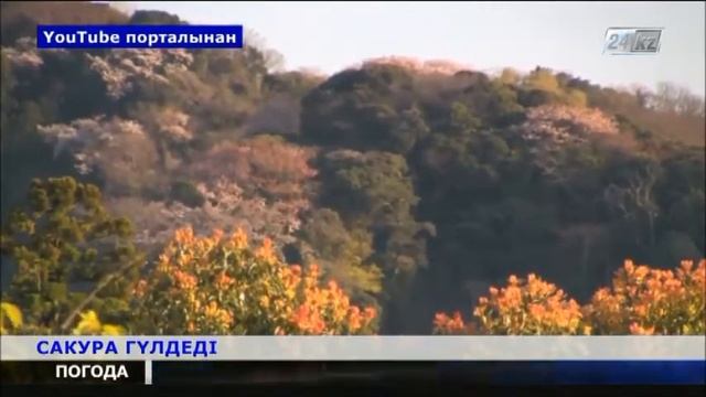 5 САКУРА ГҮЛДЕДІ смотреть онлайн