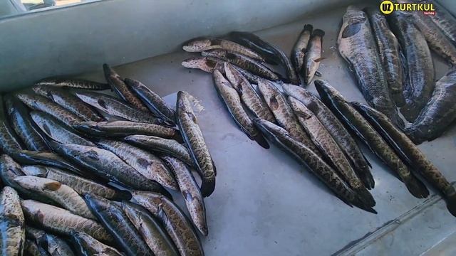 22 июня 2023 г. ТУРТКУЛЬ БАЛИК НАРХЛАРИ