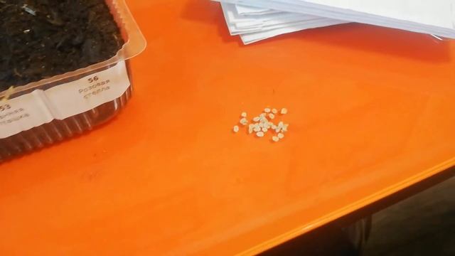 Посадка рассады томатов. Обучающее видео. смотреть онлайн