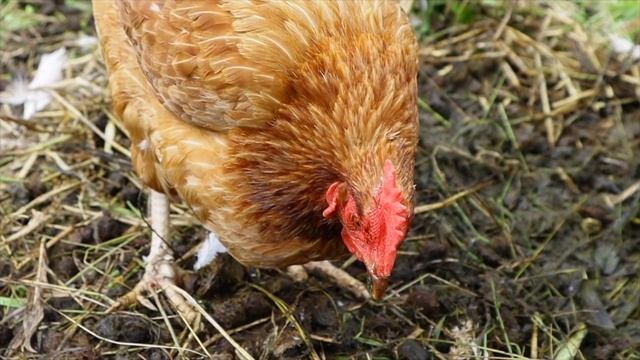 We WON'T BE BEETen | CHICKENS on PASTURE | FV#56 смотреть онлайн
