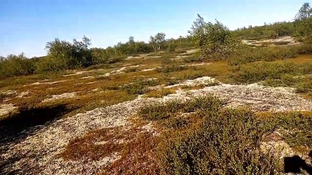 Обнаружили утиное гнездо на бору смотреть онлайн