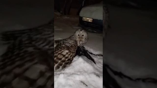 охота на ворона #охота #родина #вальдшнеп #animal #bird #глухарь #рябчик #лось #funny #охотаирыбалк смотреть онлайн