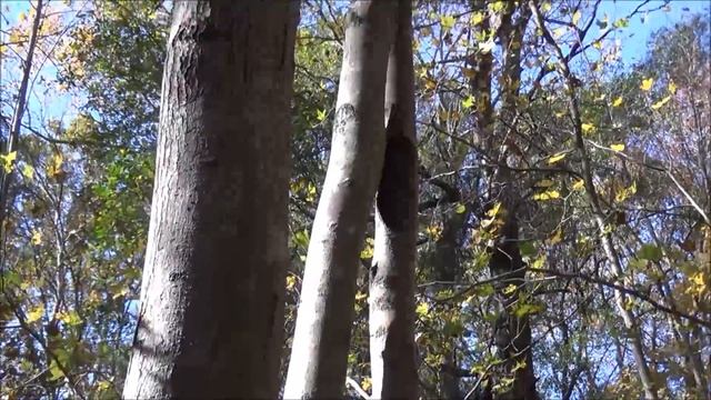 Identifying Tulip Poplar in Late Fall смотреть онлайн