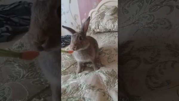 Лапка грызет морковку