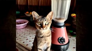 CAT BLENDER| VIRAL VEDIO CAT IN BLENDER| COMPLET DETAIL | CLICK HERE #CAT #CATINBLENDER #