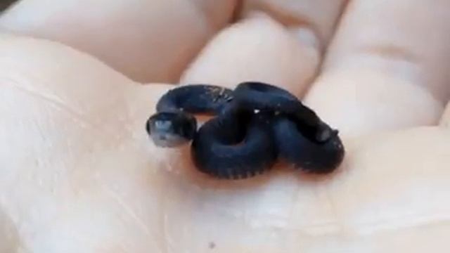 Black and Cute. Little Snake смотреть онлайн