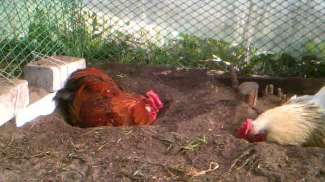 Банный вечер у Пампушки и Рыжка. 28 мая 2017г.