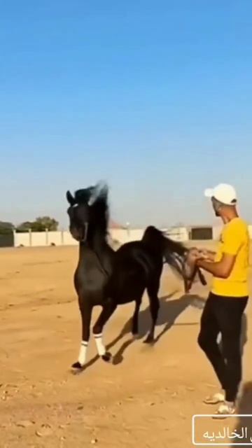 #خيول_عربية_اصيلة #خيل #اكسبلور #horse #الخيل #حصان смотреть онлайн