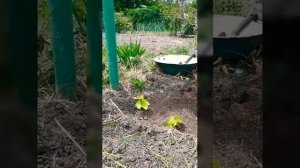 Размножение винограда отводком. Часть 1.