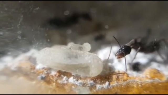 Larva de camponotus barbaricus tejiendo su capullo смотреть онлайн