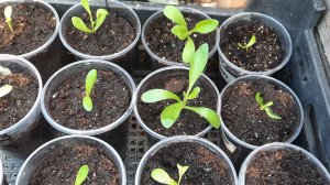 На зло скептикам, он у меня вырос!! Пикировка остеоспермума!!