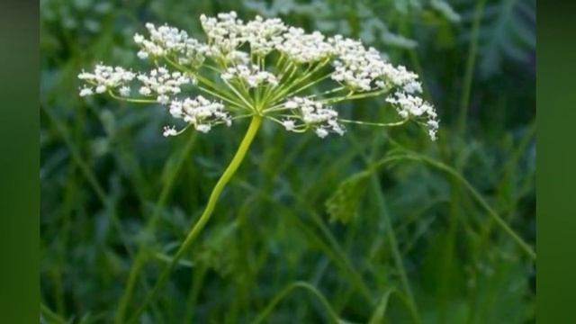 Минг Дардга Даво Зиравор ... смотреть онлайн