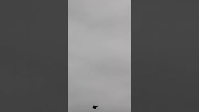 Видео /охота на птиц 1 дубль. смотреть онлайн