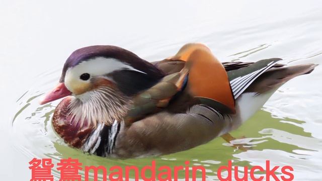 鴛鴦mandarin ducks#鴛鴦mandarin ducks#冥想#純音樂#mandarin ducks#meditate смотреть онлайн