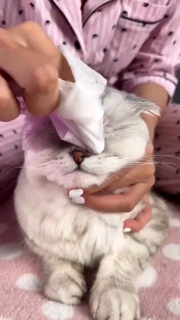 How To Clean Cat Ears