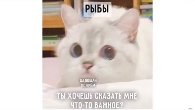 мемы с котэ смотреть онлайн