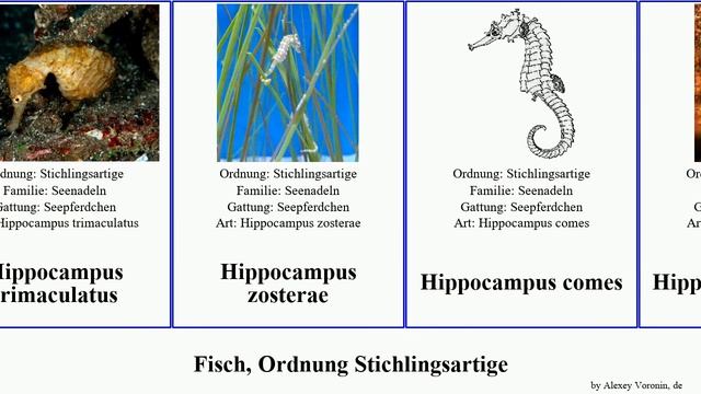 Fisch, Ordnung Stichlingsartige hippocampus syngnathus seepferdchen comes fish und minotaur fuscus смотреть онлайн