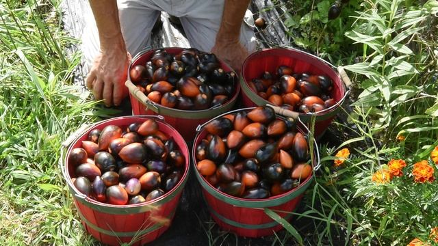 Midnight Roma Tomato review. We grew a new tomato variety this year Midnight Roma смотреть онлайн