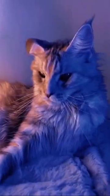 Cat,Tiger,Lion ! This is how we grow!!! #cats #tigers #lions #catslovers #kittycat #cutespets смотреть онлайн