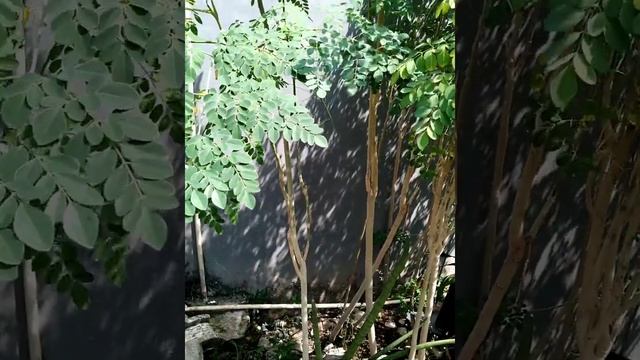 The Superfood of Moringa смотреть онлайн