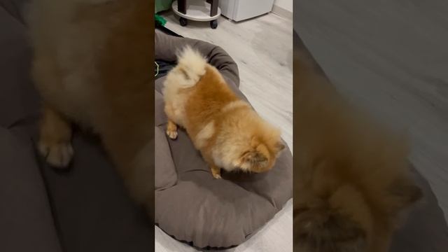 Мирася балует 🤣🤣🤣 смотреть онлайн