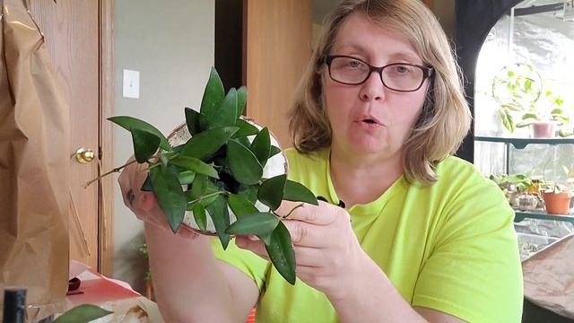 Hoya plant mail plus a Walmart find. смотреть онлайн