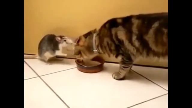 Ням - ням!!! Прикольчики!!!... СУПЕР!!!!. смотреть онлайн