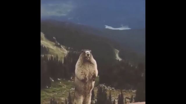 Бобёр кричит