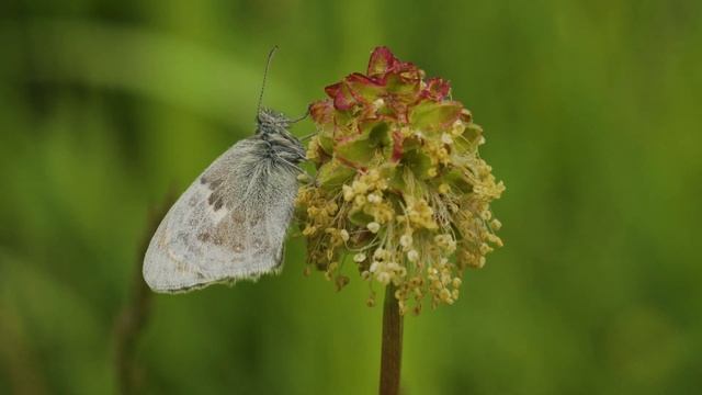 Kleines Wiesenvögelchen (Coenonympha pamphilus) смотреть онлайн