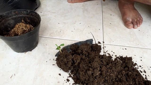 cara menanam dan memisahkan calathea katak смотреть онлайн