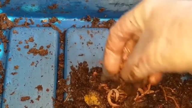 Tea Bags Only Experiment - Results смотреть онлайн