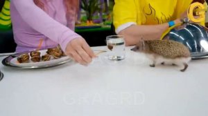 Построили ДОМ МЕЧТЫ ЗА 100 000$ для ЕЖА!  Новый участник А4