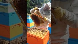 Улья ппс ппу свой личный опыт