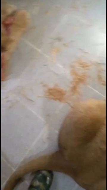 Обычный день в приюте для животных. Кормим львов, загораем на солнышке! смотреть онлайн