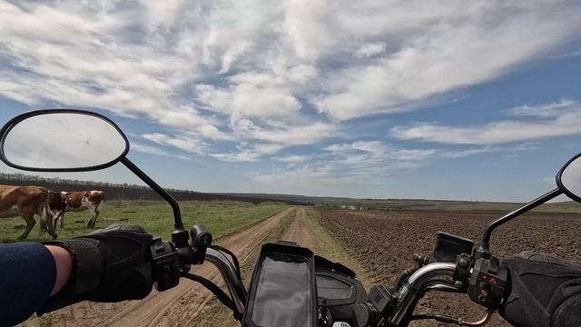 Почему собаки гоняются за мотоциклистами?