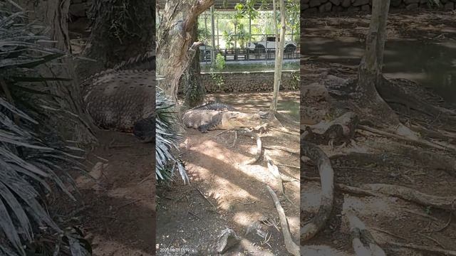 Albay Wildlife 2023 - wakey wakey crocodile/alligator?🤣 v3 смотреть онлайн
