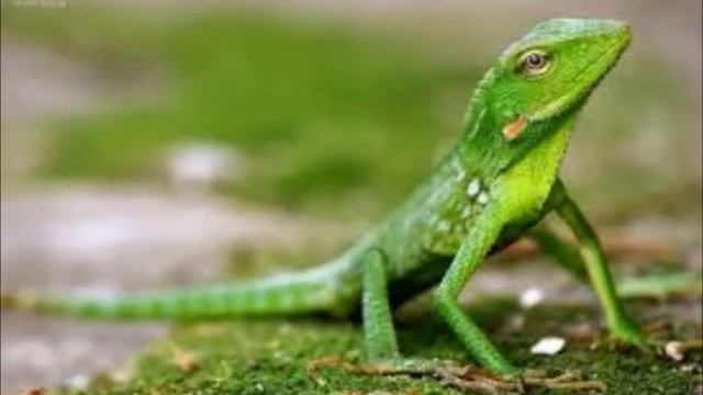 Famous Permaculture farm for sale! Lazy Man's Farm, Panama смотреть онлайн