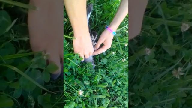 голубь учится летать)) смотреть онлайн