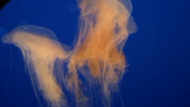 Egg Yolk Jelly SlowMix, Monterey Bay Aquarium, Monterey, California, USA