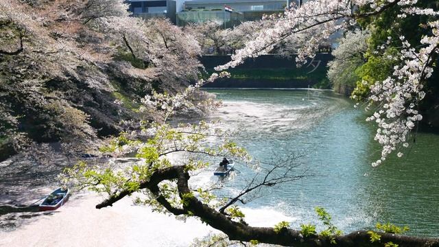 一茶の俳句【#３】桜　［Cherry blossoms Haiku written by Issa Kobayashi］ смотреть онлайн