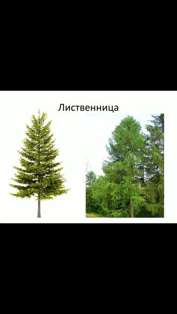 Веточный корм для кроликов .