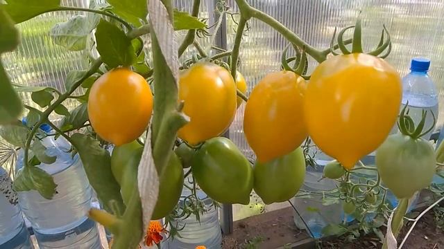 Жизнь Дачная. Обзор овощных культур на 21.08.2020 смотреть онлайн