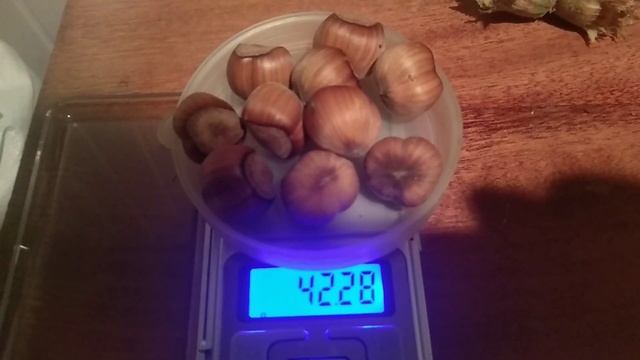 Фундук італійської селекції сорту Тонда Романа🌰👍 смотреть онлайн