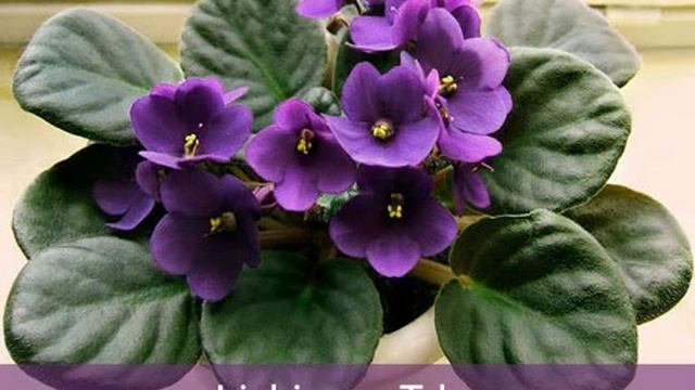 Ljubice za tebe смотреть онлайн