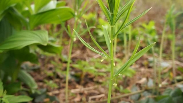 Paris incompleta and polygonatum verticillatum смотреть онлайн