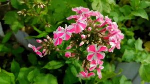 В гостеприимном доме наших друзей, Тани и Саши.